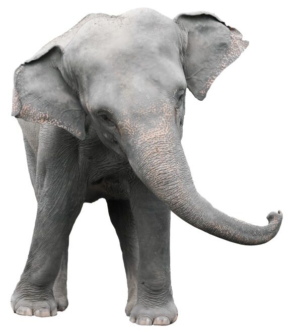 asia elephant isolated white background