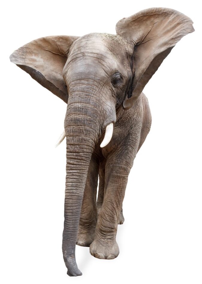 Funny Elephant Isolated Ears Flying